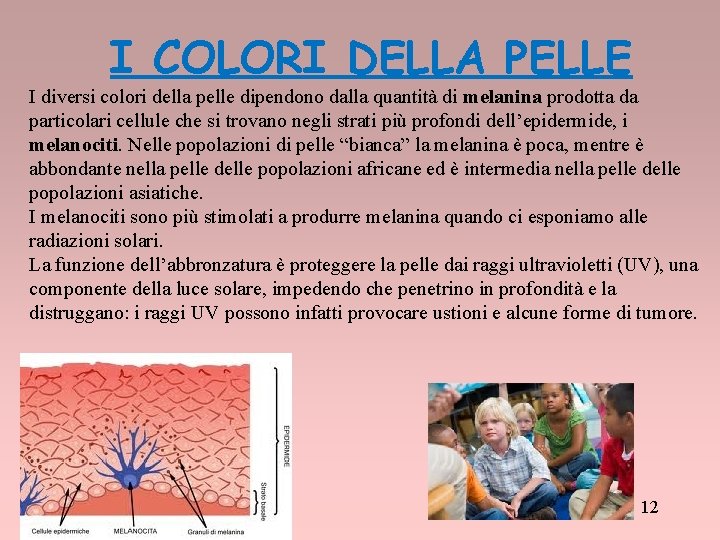 I COLORI DELLA PELLE I diversi colori della pelle dipendono dalla quantità di melanina