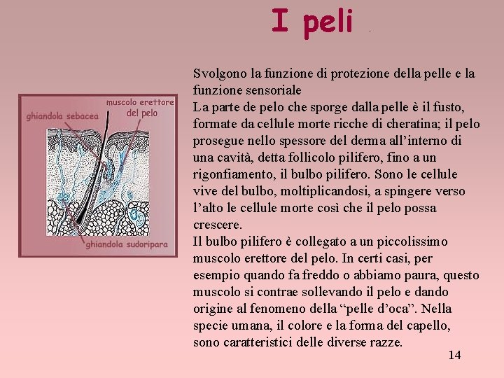 I peli . Svolgono la funzione di protezione della pelle e la funzione sensoriale