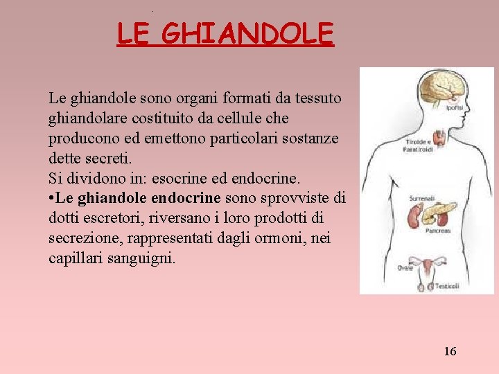 . LE GHIANDOLE Le ghiandole sono organi formati da tessuto ghiandolare costituito da cellule