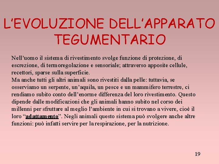 L’EVOLUZIONE DELL’APPARATO TEGUMENTARIO Nell’uomo il sistema di rivestimento svolge funzione di protezione, di escrezione,