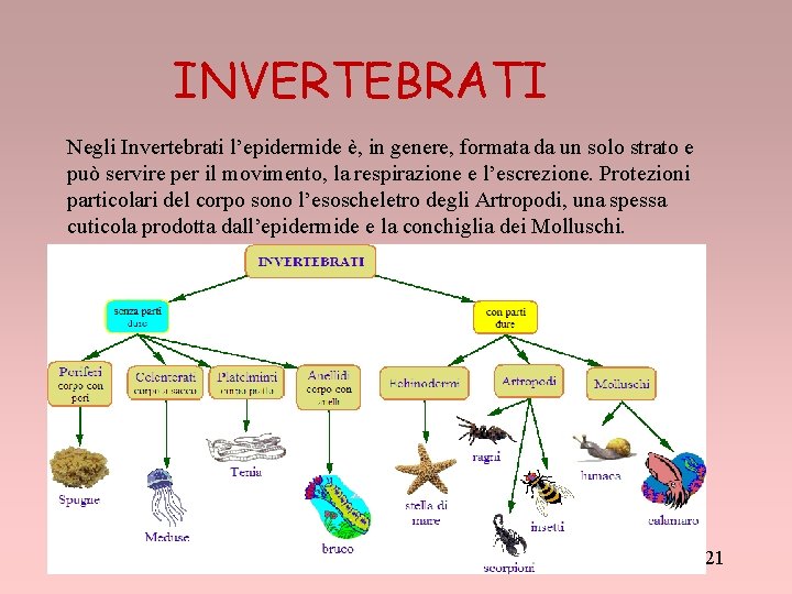 INVERTEBRATI Negli Invertebrati l’epidermide è, in genere, formata da un solo strato e può