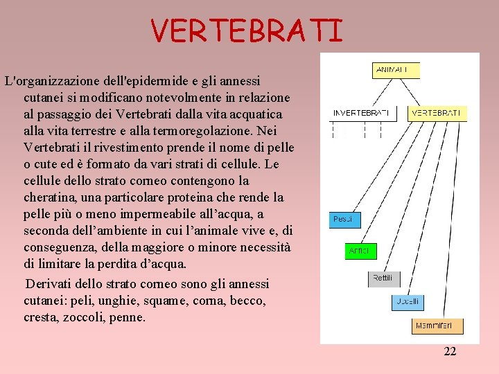 VERTEBRATI L'organizzazione dell'epidermide e gli annessi cutanei si modificano notevolmente in relazione al passaggio