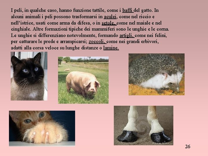 I peli, in qualche caso, hanno funzione tattile, come i baffi del gatto. In