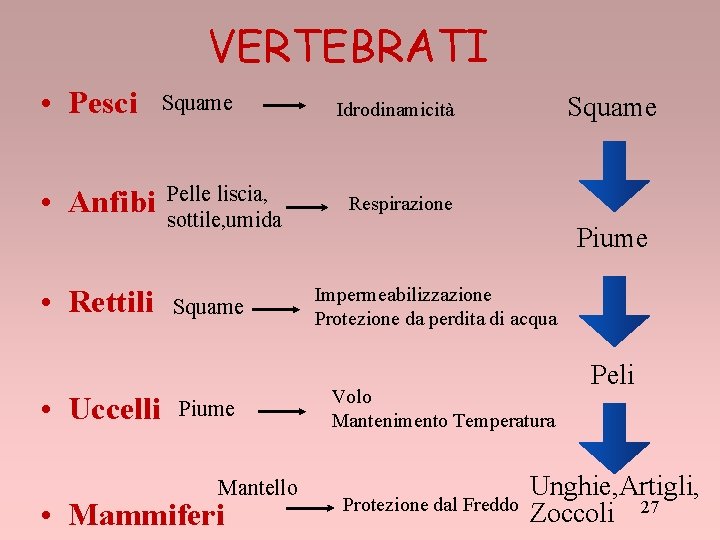 VERTEBRATI • Pesci Squame • Anfibi Pelle liscia, sottile, umida • Rettili • Uccelli
