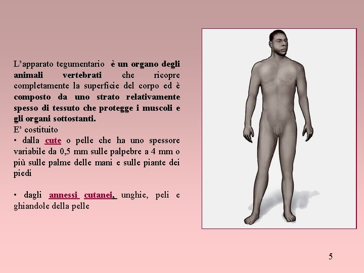 L’apparato tegumentario è un organo degli animali vertebrati che ricopre completamente la superficie del