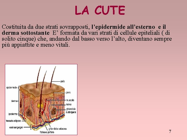 LA CUTE Costituita da due strati sovrapposti, l’epidermide all’esterno e il derma sottostante E’