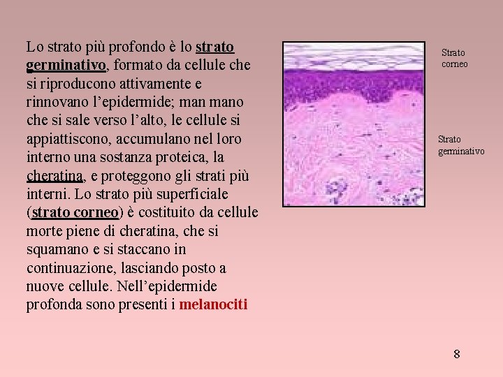 Lo strato più profondo è lo strato germinativo, formato da cellule che si riproducono