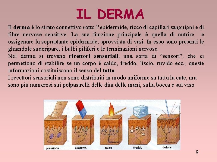 IL DERMA Il derma è lo strato connettivo sotto l’epidermide, ricco di capillari sanguigni