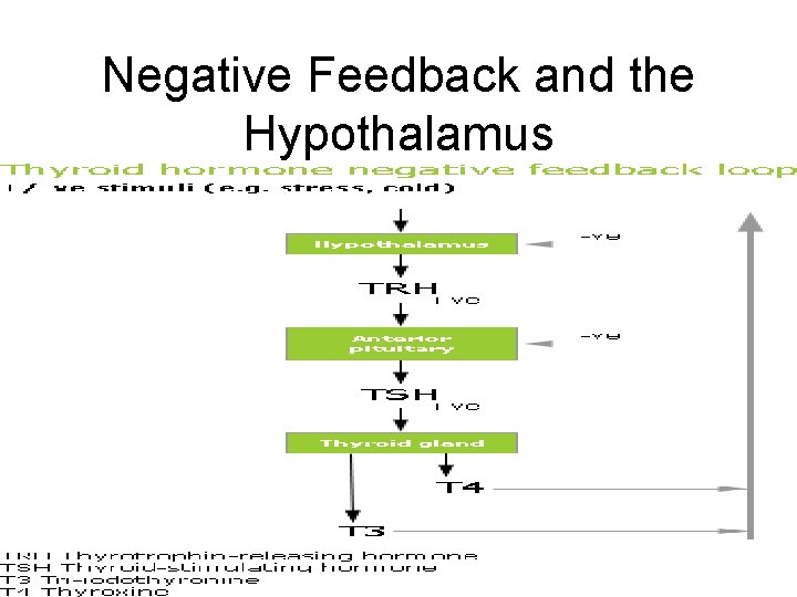 Negative Feedback and the Hypothalamus • http: //ec. europa. eu/environment/endocri ne/library/images/graph/negative_feedb ack. gif 