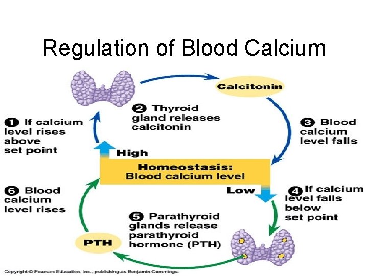 Regulation of Blood Calcium 