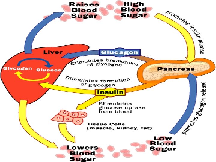  • http: //www. geneticsrus. org/DNA/diabete s-glucose-regulation. gif 