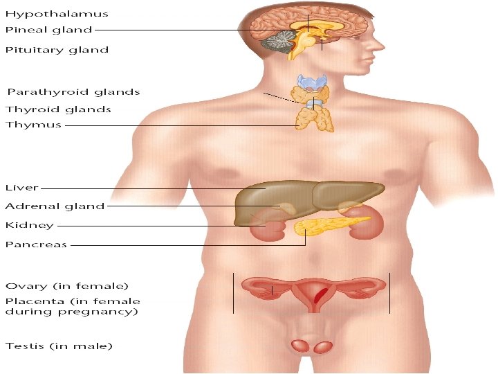 Parts of the Endocrine System • http: //scienceblogs. com/clock/upload/20 06/06/endocrine%20 system. jpg 