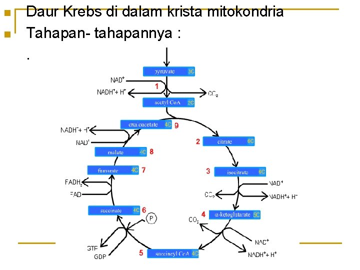 n n Daur Krebs di dalam krista mitokondria Tahapan- tahapannya : . 