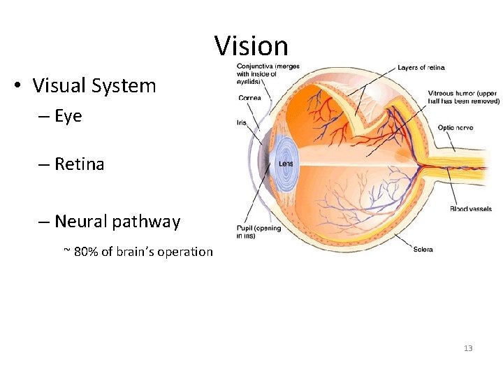 Vision • Visual System – Eye – Retina – Neural pathway ~ 80% of