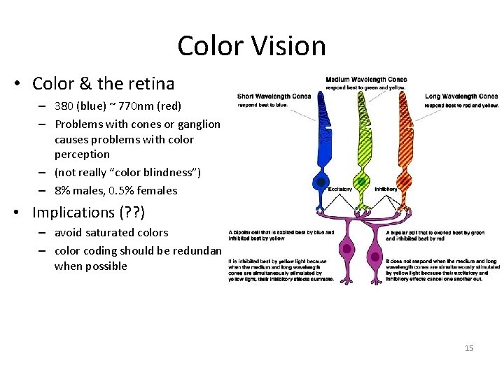 Color Vision • Color & the retina – 380 (blue) ~ 770 nm (red)