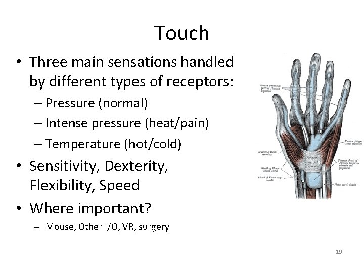 Touch • Three main sensations handled by different types of receptors: – Pressure (normal)