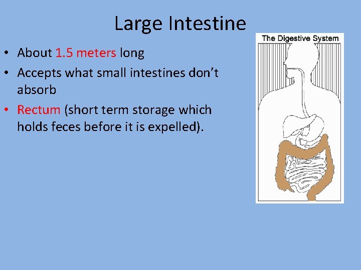 Large Intestine • About 1. 5 meters long • Accepts what small intestines don’t Large Intestine • About 1. 5 meters long • Accepts what small intestines don’t