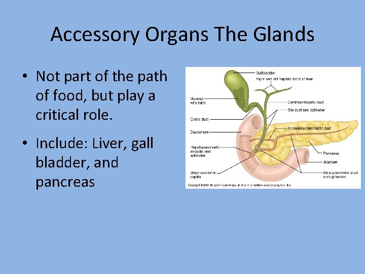 Accessory Organs The Glands • Not part of the path of food, but play Accessory Organs The Glands • Not part of the path of food, but play