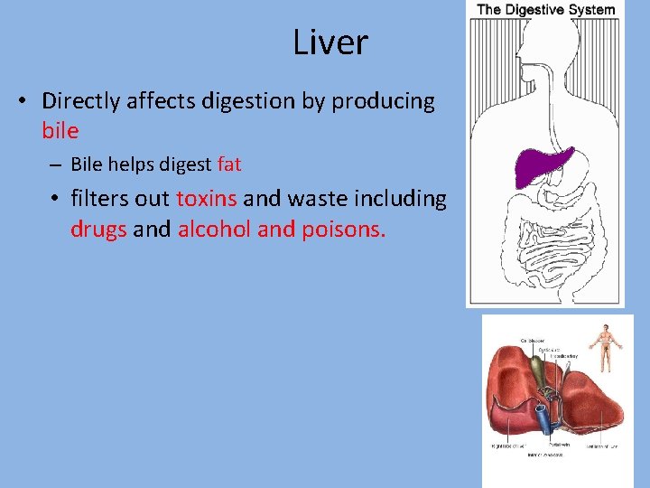 Liver • Directly affects digestion by producing bile – Bile helps digest fat • Liver • Directly affects digestion by producing bile – Bile helps digest fat •