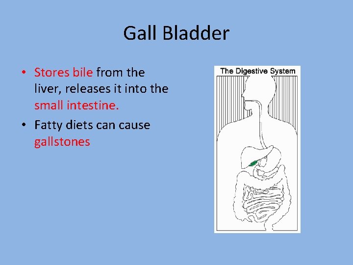 Gall Bladder • Stores bile from the liver, releases it into the small intestine. Gall Bladder • Stores bile from the liver, releases it into the small intestine.