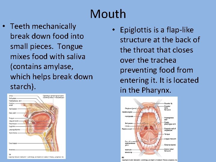 Mouth • Teeth mechanically break down food into small pieces. Tongue mixes food with Mouth • Teeth mechanically break down food into small pieces. Tongue mixes food with