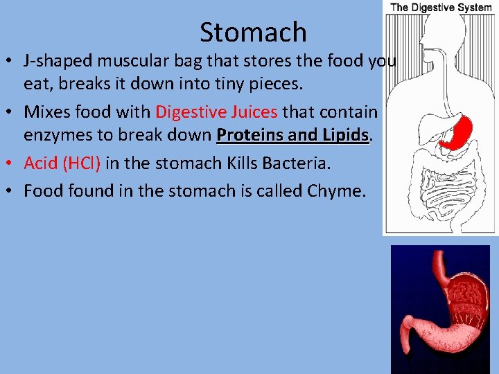 Stomach • J-shaped muscular bag that stores the food you eat, breaks it down Stomach • J-shaped muscular bag that stores the food you eat, breaks it down