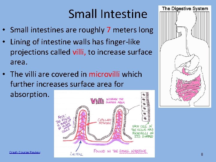 Small Intestine • Small intestines are roughly 7 meters long • Lining of intestine Small Intestine • Small intestines are roughly 7 meters long • Lining of intestine