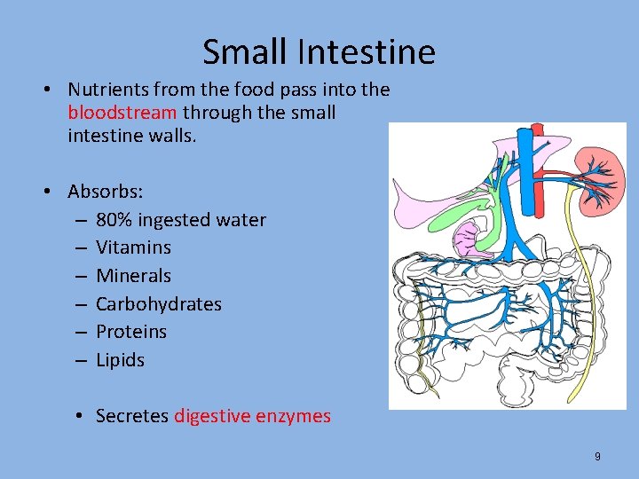 Small Intestine • Nutrients from the food pass into the bloodstream through the small Small Intestine • Nutrients from the food pass into the bloodstream through the small