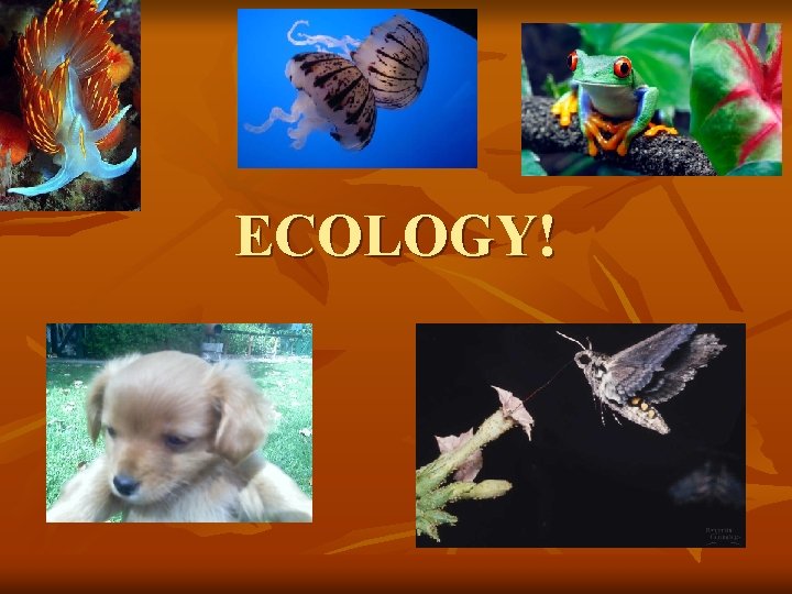 ECOLOGY! 