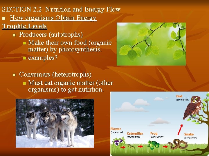 SECTION 2. 2 Nutrition and Energy Flow n How organisms Obtain Energy Trophic Levels