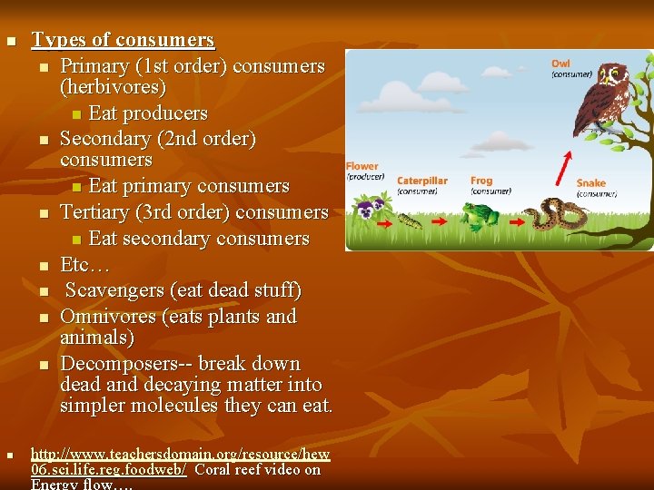 n n Types of consumers n Primary (1 st order) consumers (herbivores) n Eat