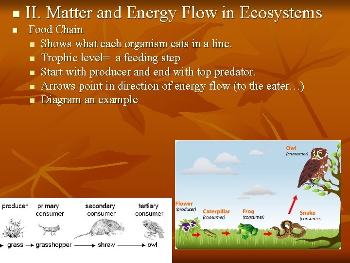 n n II. Matter and Energy Flow in Ecosystems Food Chain n Shows what