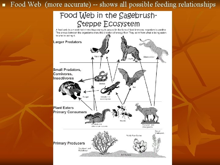 n Food Web (more accurate) -- shows all possible feeding relationships 