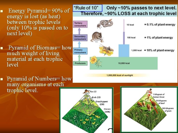 n n n Energy Pyramid= 90% of energy is lost (as heat) between trophic