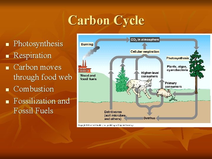 Carbon Cycle n n n Photosynthesis Respiration Carbon moves through food web Combustion Fossilization