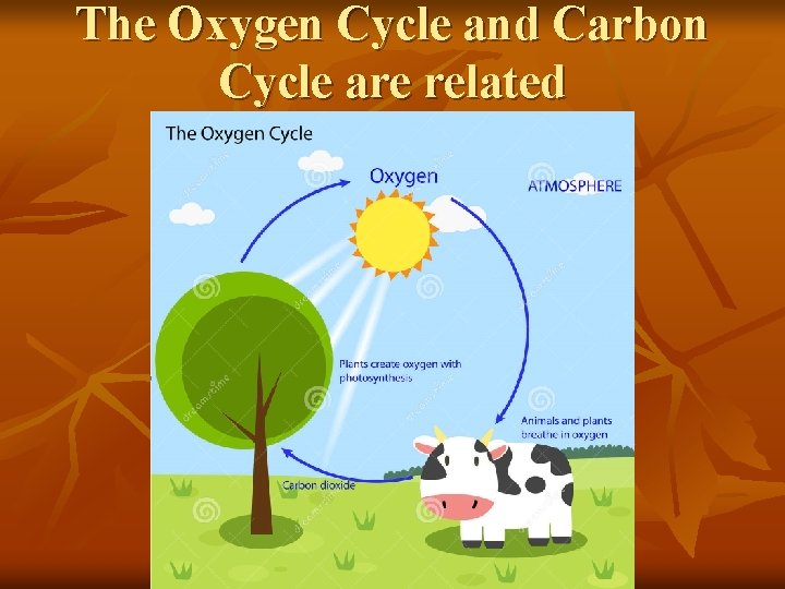 The Oxygen Cycle and Carbon Cycle are related 