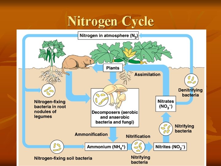 Nitrogen Cycle 