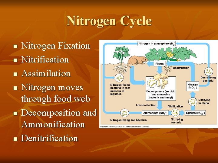 Nitrogen Cycle n n n Nitrogen Fixation Nitrification Assimilation Nitrogen moves through food web