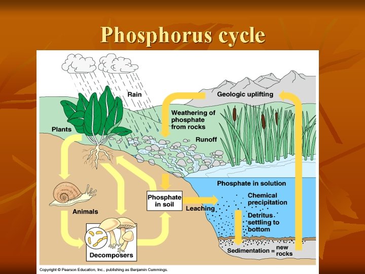 Phosphorus cycle 