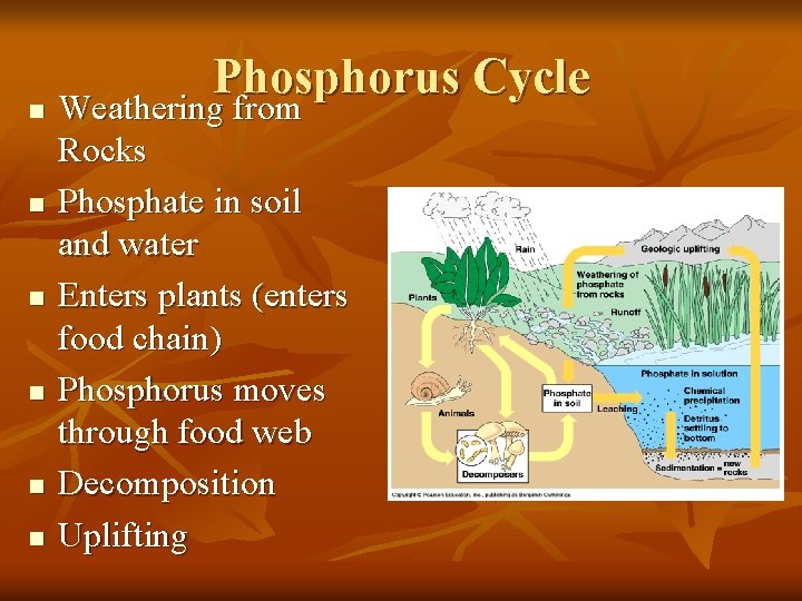 Phosphorus Cycle n Weathering from n n n Weathering from Rocks Phosphate in soil