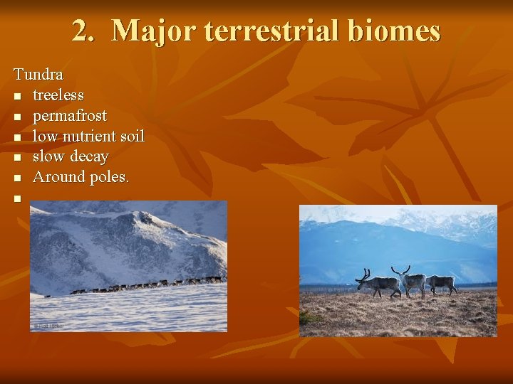 2. Major terrestrial biomes Tundra n treeless n permafrost n low nutrient soil n