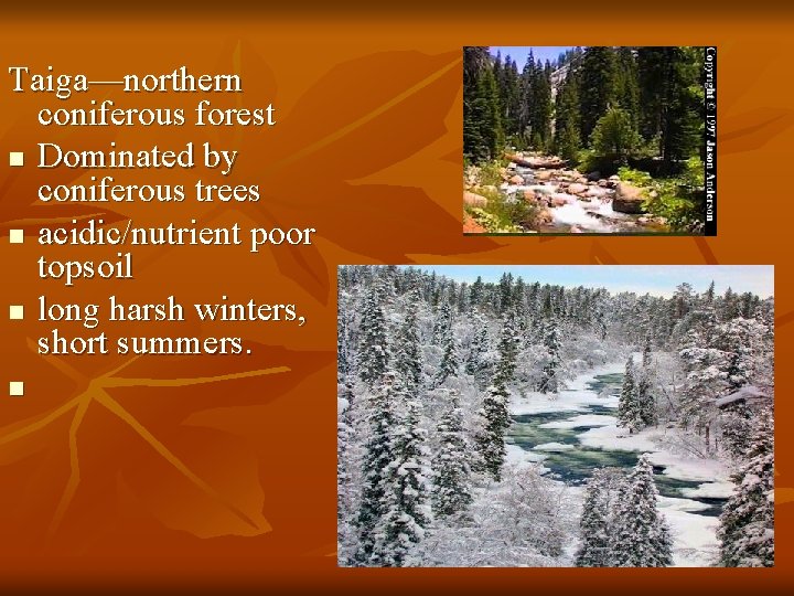 Taiga—northern coniferous forest n Dominated by coniferous trees n acidic/nutrient poor topsoil n long