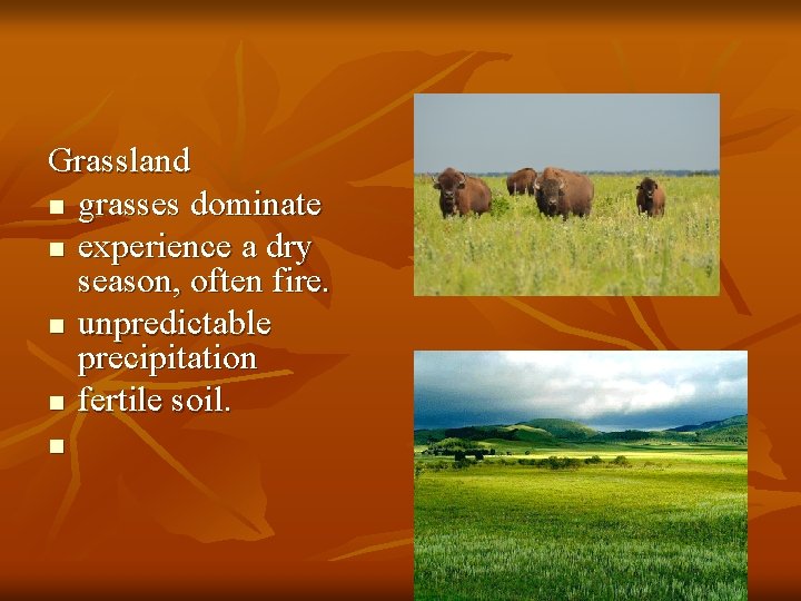 Grassland n grasses dominate n experience a dry season, often fire. n unpredictable precipitation