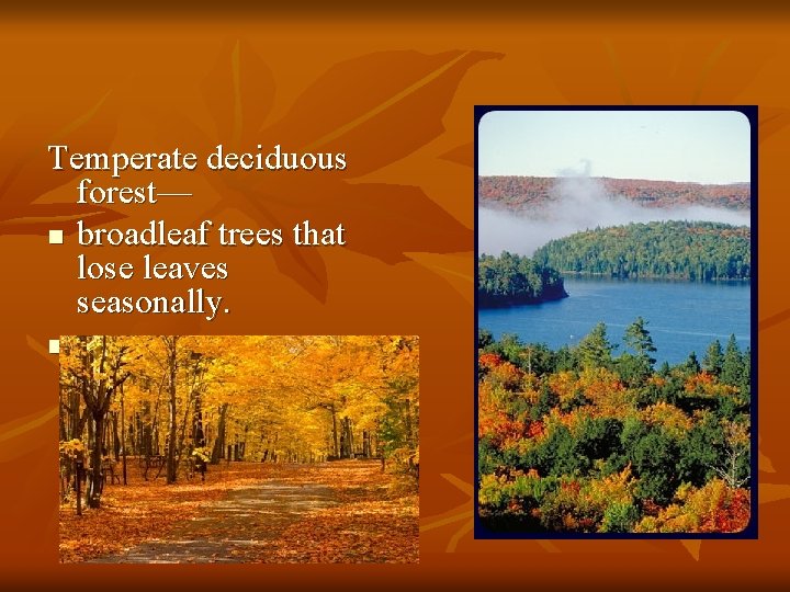 Temperate deciduous forest— n broadleaf trees that lose leaves seasonally. n 