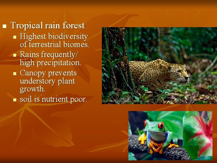 n Tropical rain forest n n Highest biodiversity of terrestrial biomes. Rains frequently/ high