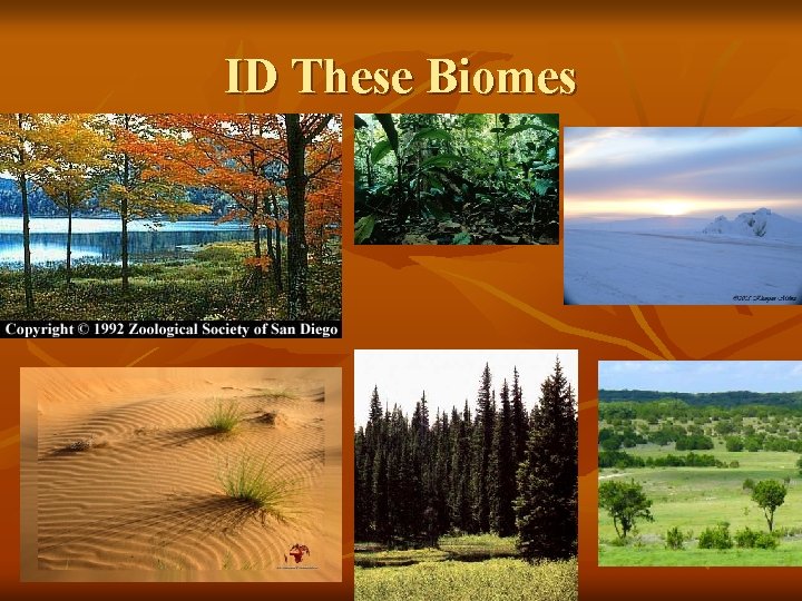 ID These Biomes 