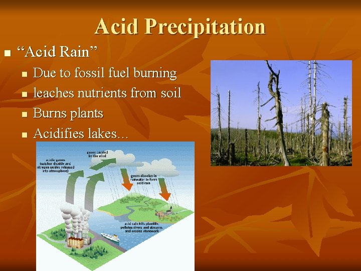 Acid Precipitation n “Acid Rain” n n Due to fossil fuel burning leaches nutrients