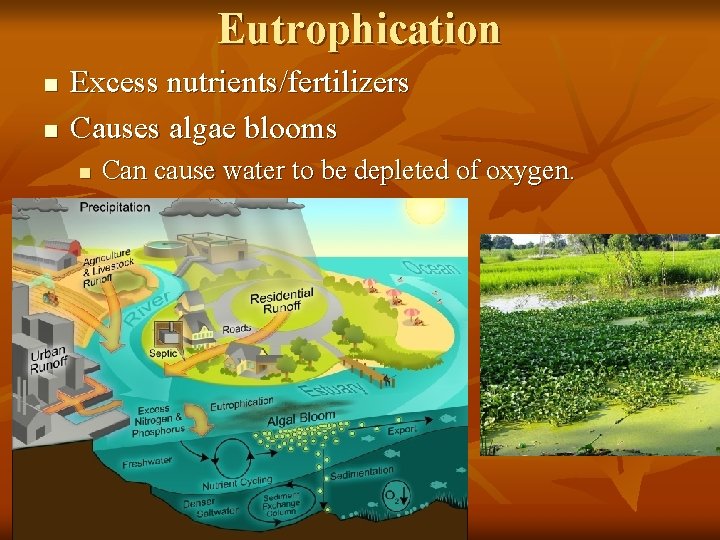 Eutrophication n n Excess nutrients/fertilizers Causes algae blooms n Can cause water to be