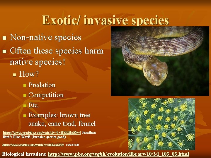 Exotic/ invasive species n n Non-native species Often these species harm native species! n