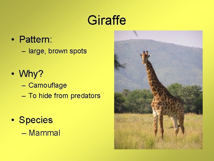 Animals That Developed Patterns Animals with Patterns Reasons Animals Have Patterned Coats